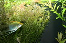 Rotala Indica